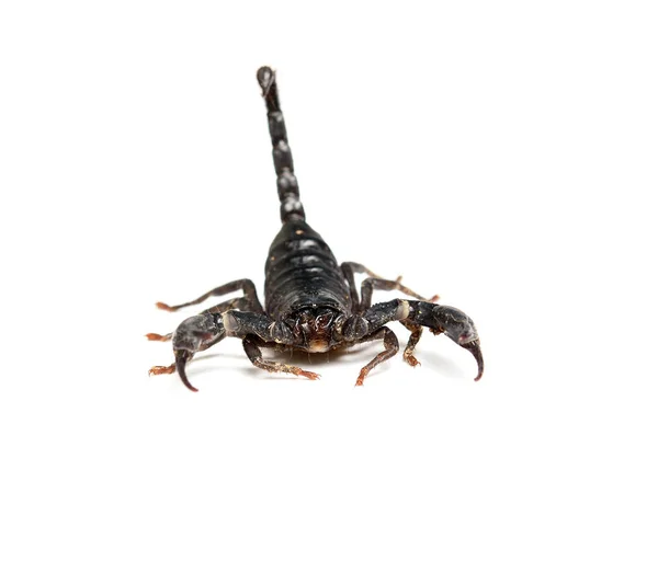 Close Black Scorpion White Background — Stock Photo, Image