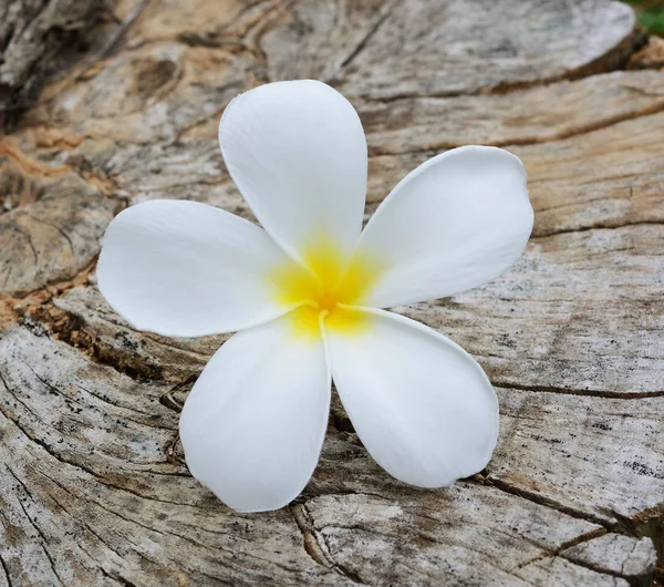 Plumeria Beyaz Çiçek Ahşap Üzerine — Stok fotoğraf