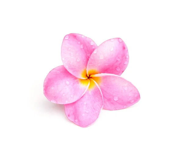 Plumeria Fehér Háttér — Stock Fotó