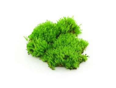 beyaz zemin üzerine yeşil yosun