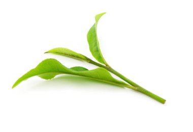 Beyaz arkaplanda yeşil çay yaprağı izole