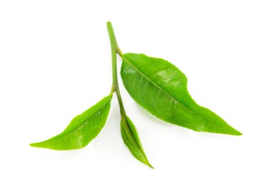 Beyaz arkaplanda yeşil çay yaprağı izole
