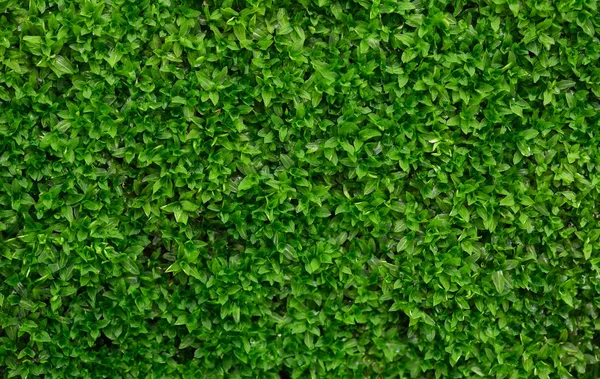 beyaz zemin üzerine yeşil yosun