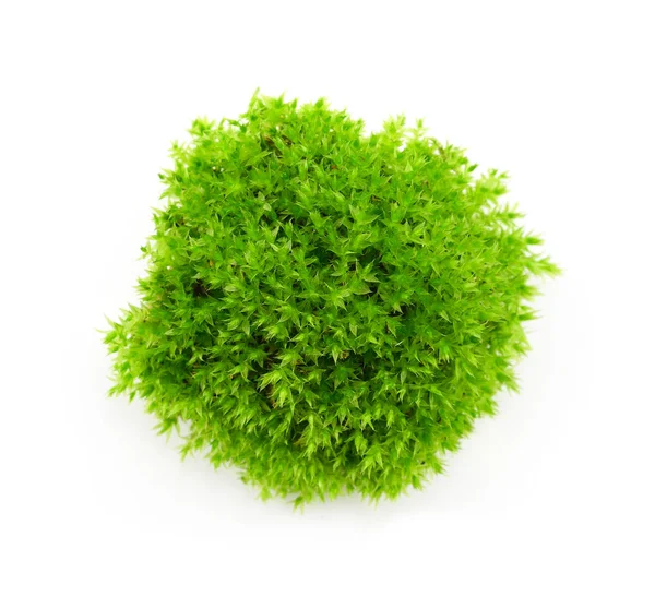 Grünes Moos Auf Weißem Hintergrund — Stockfoto