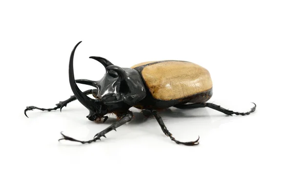 Beyaz arka planda gergedan böceği.