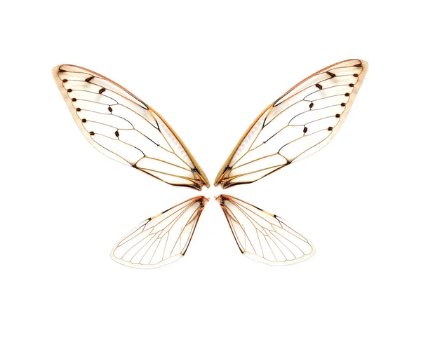 Beyaz arka plan üzerinde böcek ağustosböceği.