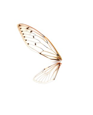 Insect cicada on white background. clipart