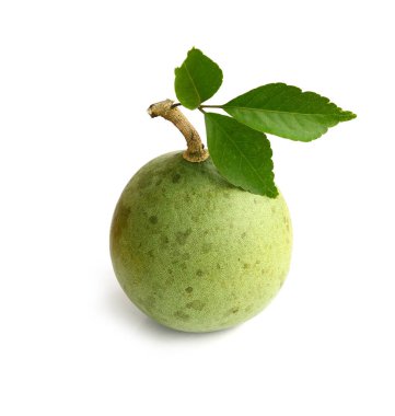 Beyaz arka plan üzerinde böcek ağustosböceği.