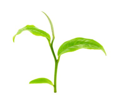Beyaz arkaplanda yeşil çay yaprağı izole