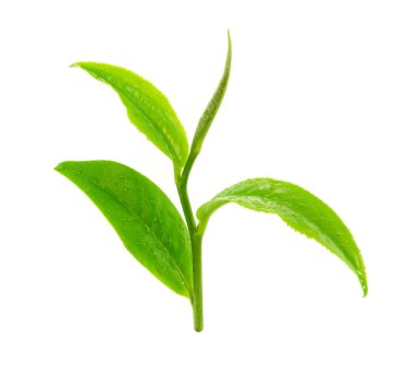 Beyaz arkaplanda yeşil çay yaprağı izole