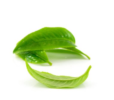 Beyaz arkaplanda yeşil çay yaprağı izole