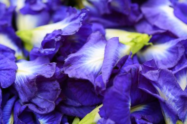 Kelebek Bezelyesi beyaz arkaplanda izole