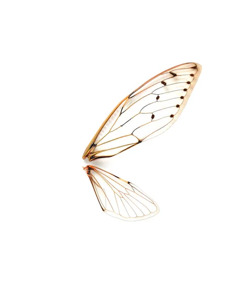 Beyaz arka plan üzerinde böcek ağustosböceği.