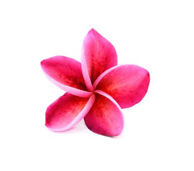 arka plan beyaz izole frangipani çiçekler