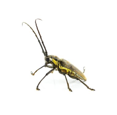 hata izole beyaz arka plan