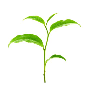 Beyaz arkaplanda yeşil çay yaprağı izole