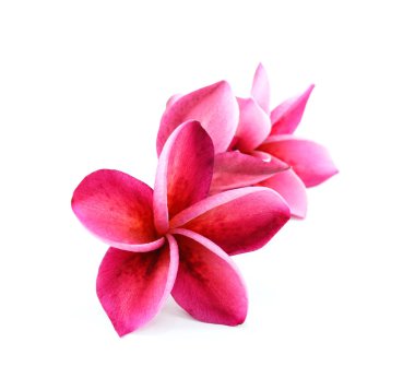 arka plan beyaz izole frangipani çiçekler
