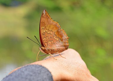 Güzel kelebek el üstünde oturan