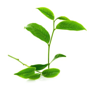 Beyaz arkaplanda yeşil çay yaprağı izole