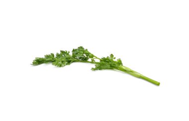 Kişniş sürüsü beyazda izole