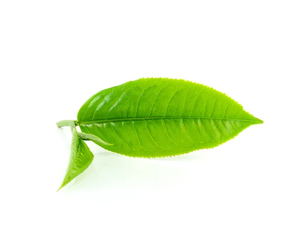 Green tea leaf isolated on white background