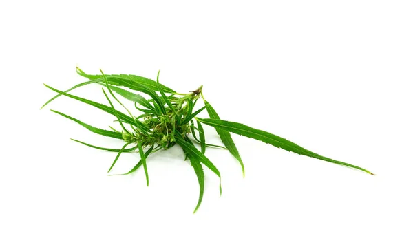 Medicinale Marihuana Geïsoleerd Witte Achtergrond Therapeutische Medicinale Cannabis — Stockfoto