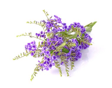 Beyaz arkaplanda bir demet lavanta çiçeği