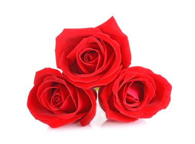 kırmızı gül beyaz arkaplanda izole