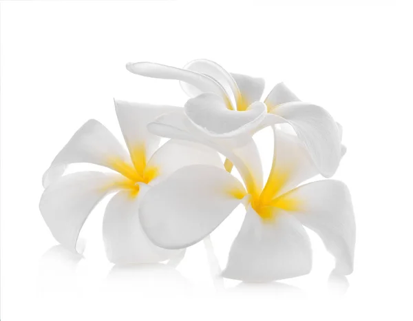 Tropical Flowers Frangipani Plumeria Isolated White Background — Stock Photo, Image