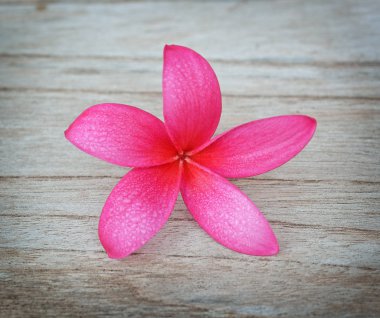 Plumeria beyaz zemin üzerine