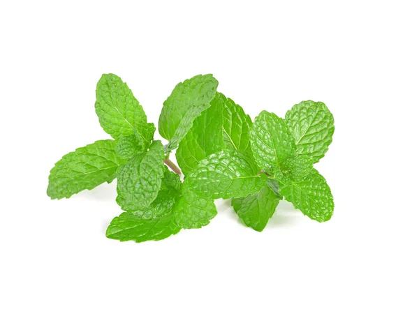 Mint Leaf Close White Background — Stock Photo, Image