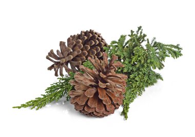 Beyazlar üzerinde izole edilmiş çeşitli kozalaklı ağaçlar.