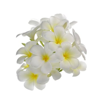 Beyaz arka plan üzerinde izole Plumeria