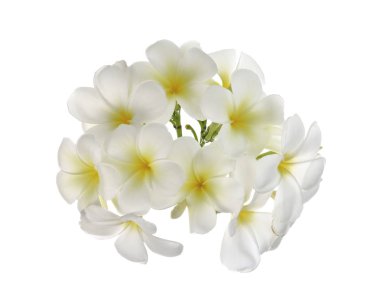 Beyaz arka plan üzerinde izole Plumeria