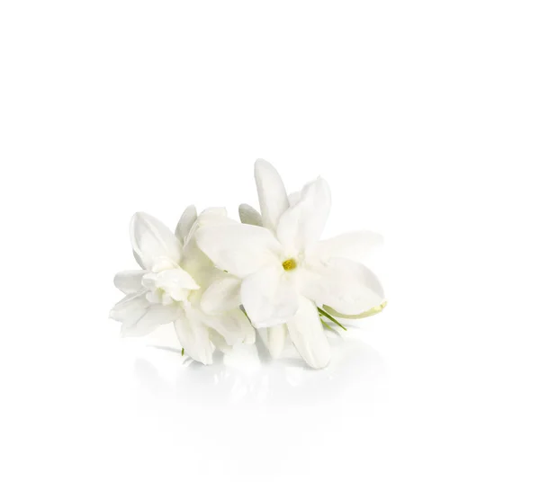 白い背景の上のジャスミンの花 — ストック写真