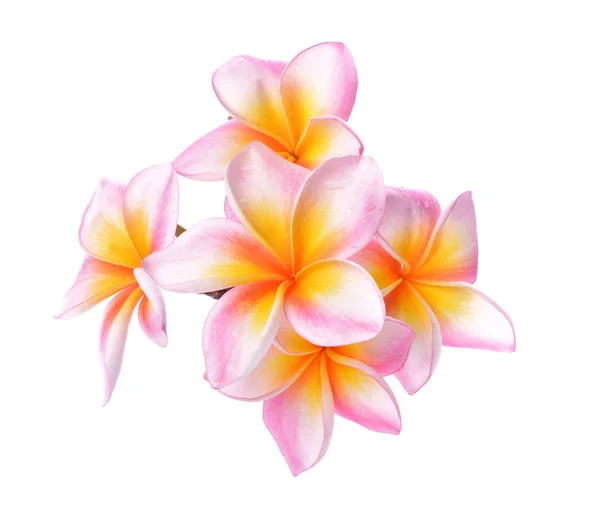 Trópusi Virágok Frangipani Plumeria Elszigetelt Fehér Background — Stock Fotó