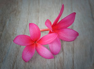 Plumeria çiçek ahşap arka plan üzerinde.