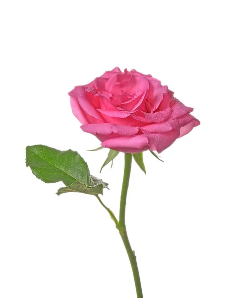 Pink Rose Izolowane Białym Tle — Zdjęcie stockowe