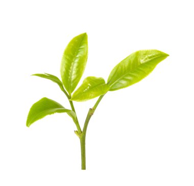 Beyaz arkaplanda yeşil çay yaprağı izole