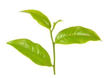 Beyaz arkaplanda yeşil çay yaprağı izole