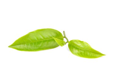 Beyaz arkaplanda yeşil çay yaprağı izole