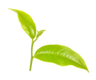 Beyaz arkaplanda yeşil çay yaprağı izole