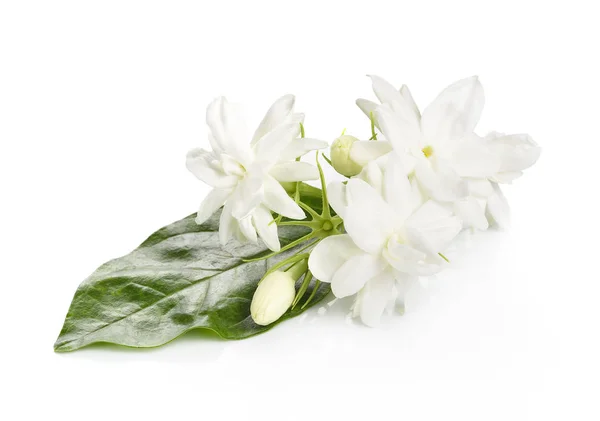 Jaśminowa Kwiat Białym Tle — Zdjęcie stockowe