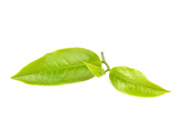 Beyaz arkaplanda yeşil çay yaprağı izole