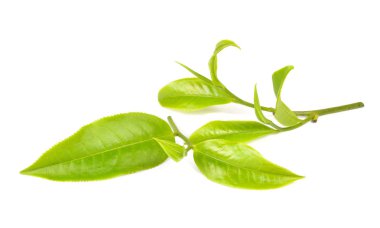 Beyaz arkaplanda yeşil çay yaprağı izole
