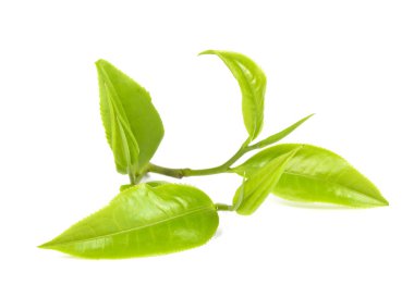 Beyaz arkaplanda yeşil çay yaprağı izole