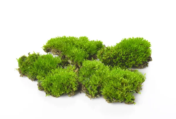 Green Moss Isolated White Bakground — Stock Photo, Image