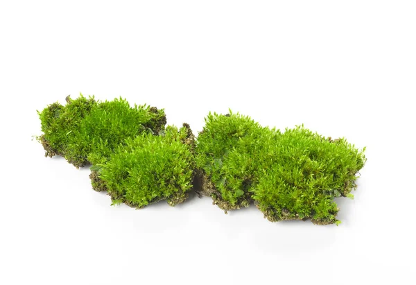 Green Moss Isolated White Bakground — Stock Photo, Image