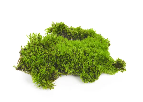 Green Moss Isolated White Bakground — Stock Photo, Image