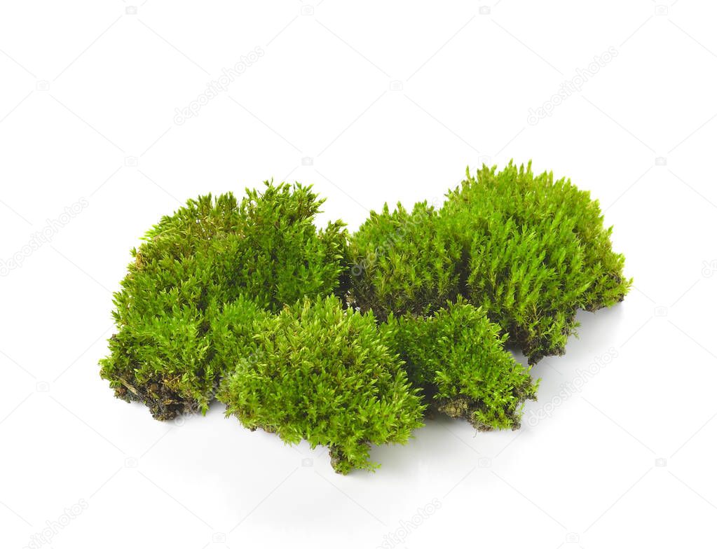 Green moss isolated on white bakground
